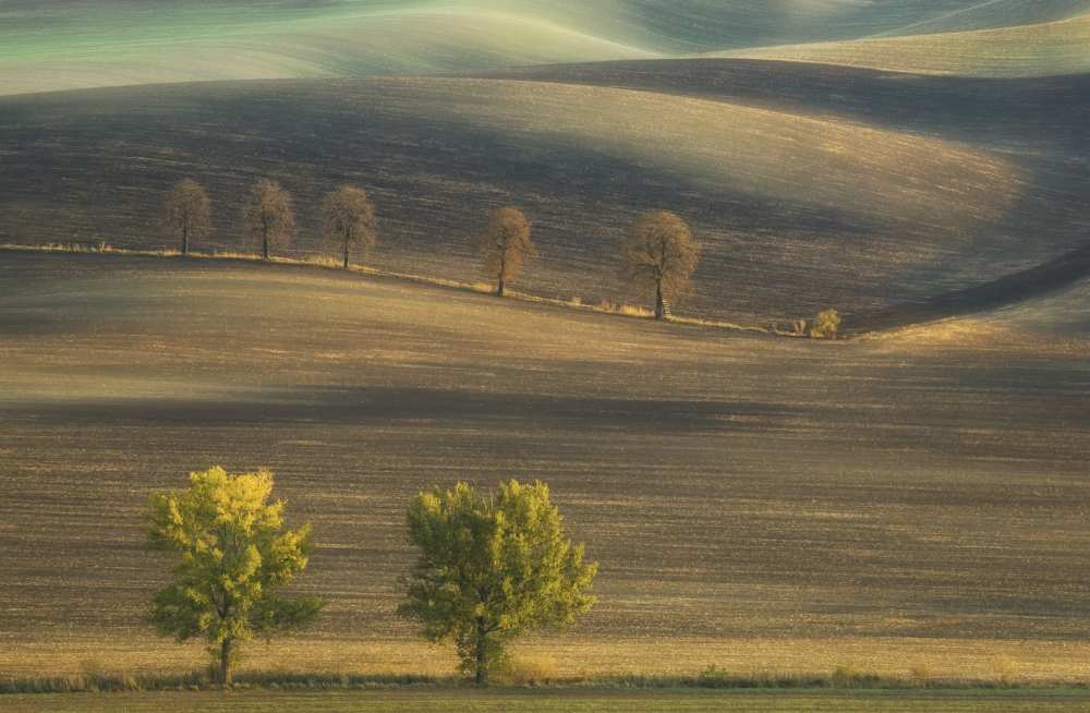 Fields... von Krzysztof Browko