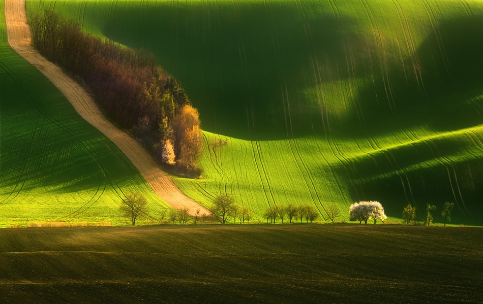 Spring on fields... von Krzysztof Browko