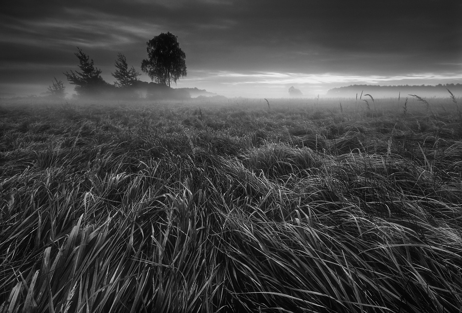 Grass... von Krzysztof Browko