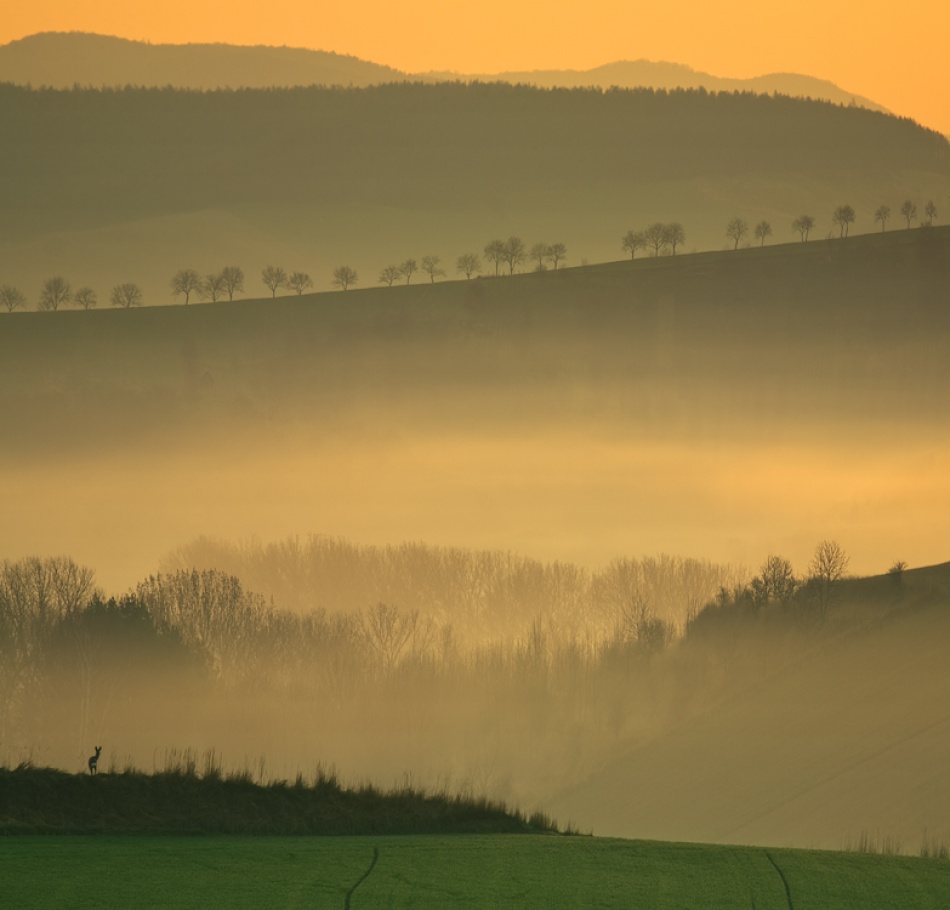 Morning von Krzysztof Browko