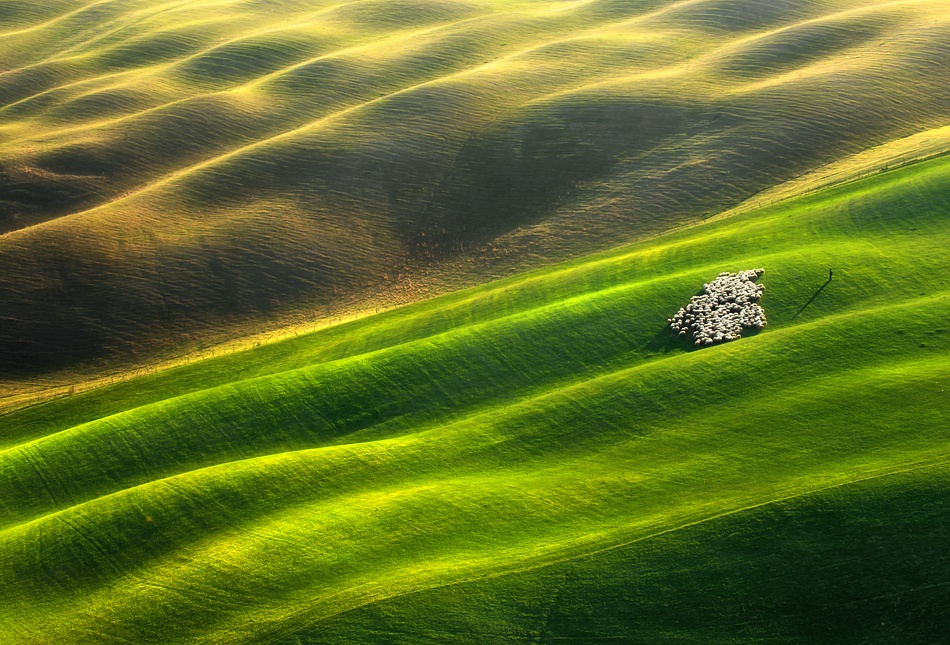 Flock of sheep... von Krzysztof Browko