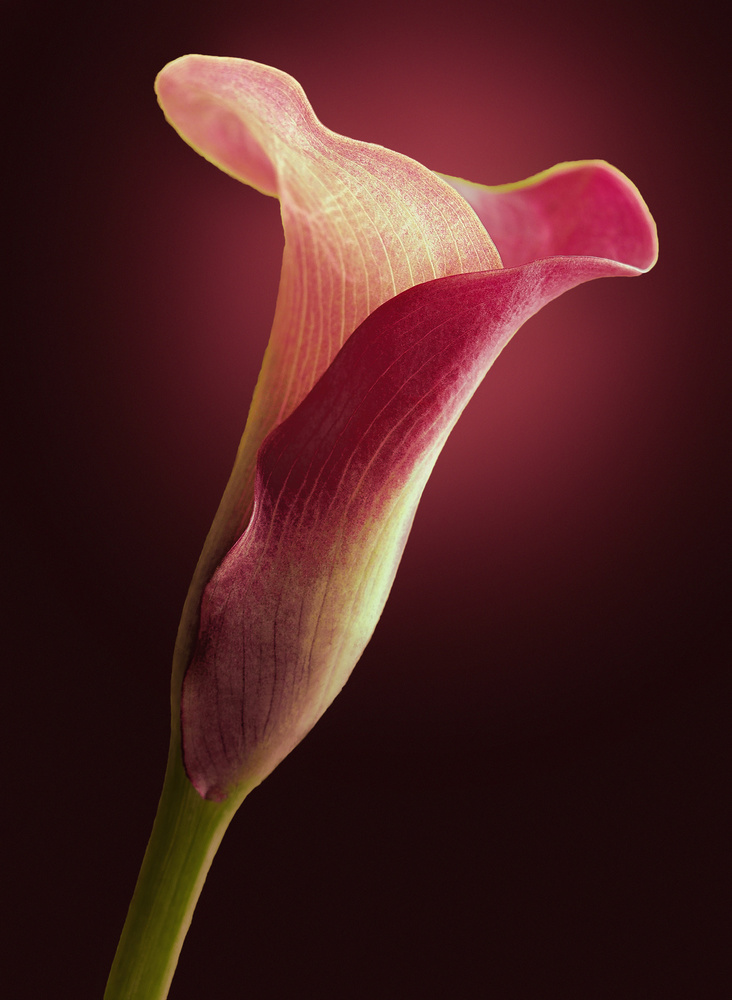 Red Calla von Krzysztof Dymkowski