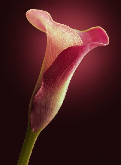 Red Calla