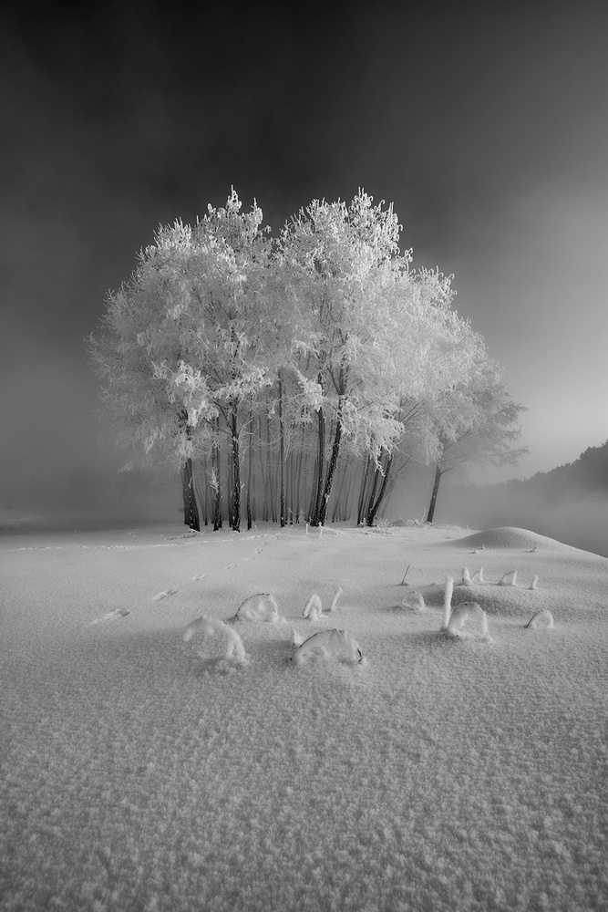 The first snow von Krzysztof Mierzejewski