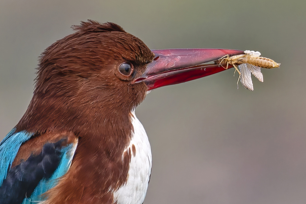 Kingfisher With Catch von Kumar Kranti Prasad