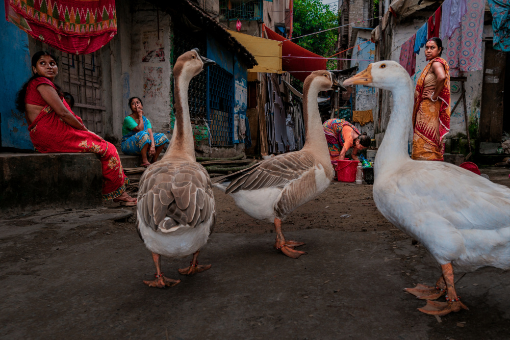 Duck you von Kuntal Biswas