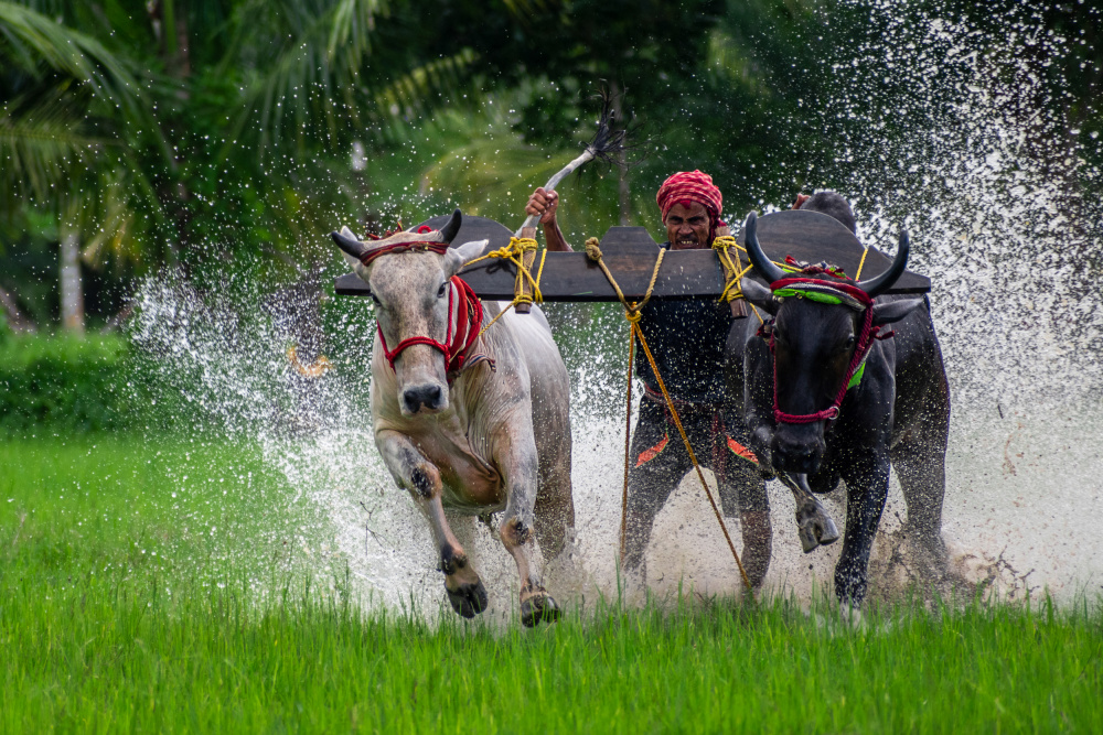 Moichara cattle race festival von Kuntal Biswas