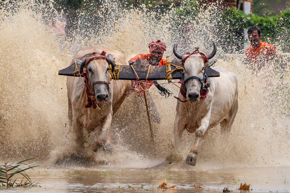 Moichara cattle race fastival von Kuntal Biswas