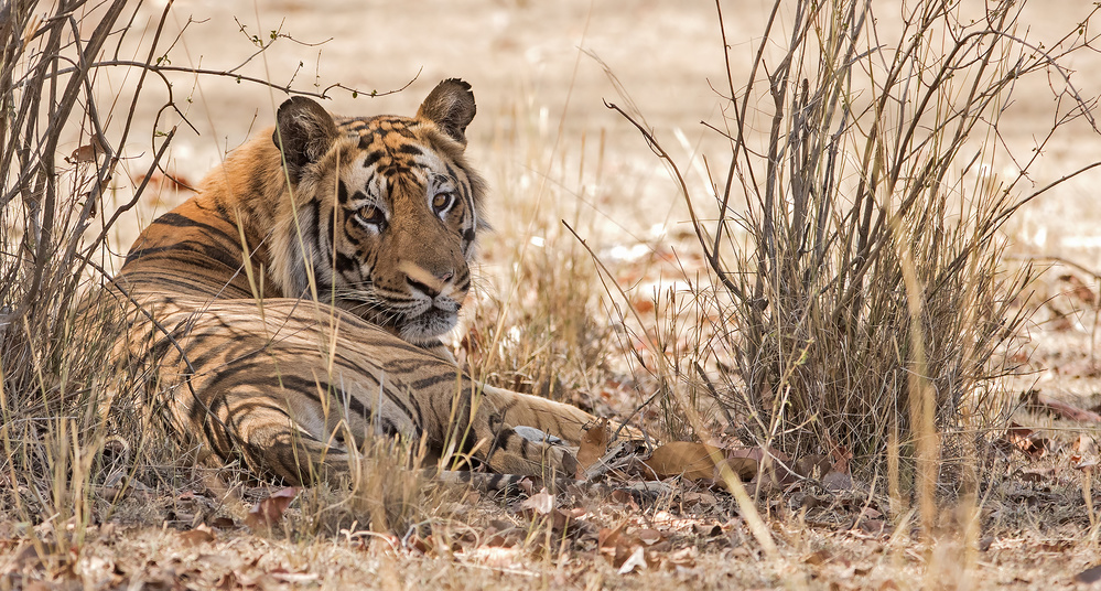 Bandhavgarh 014 von Kurien Yohannan