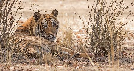 Bandhavgarh 014