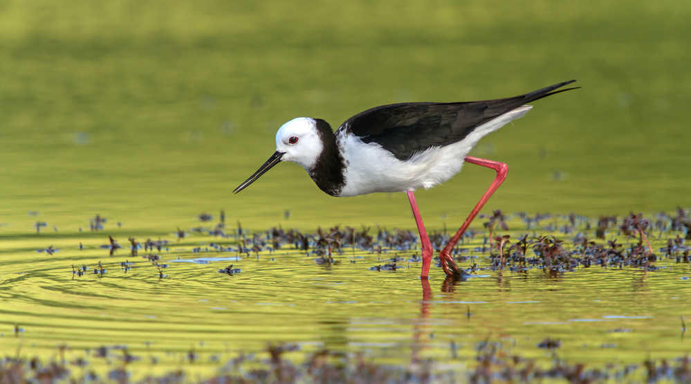 Pied Stilt 02 von Kurien Yohannan