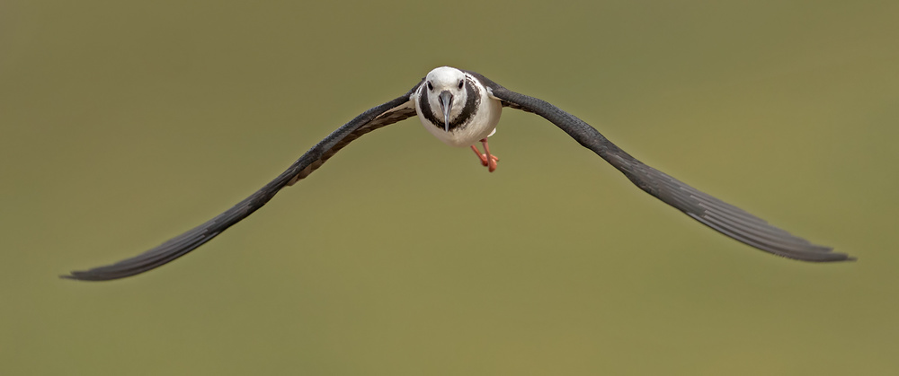 Pied Stilt 10 von Kurien Yohannan