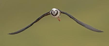 Pied Stilt 10