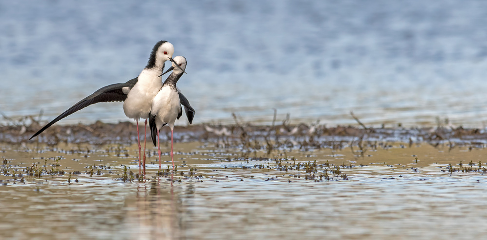 Pied Stilt 18 von Kurien Yohannan