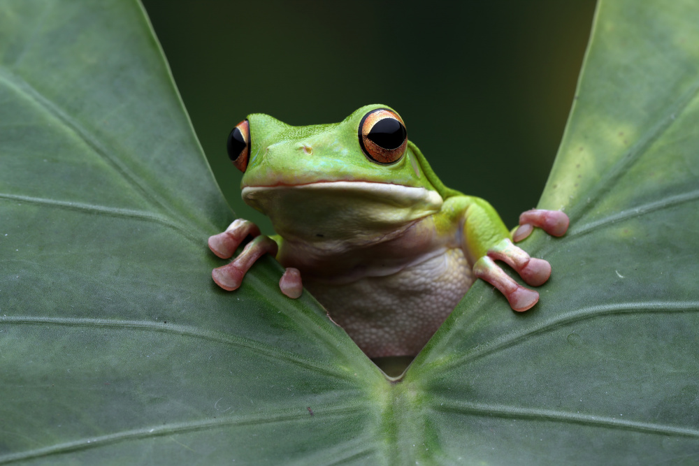 On leaves von Kurit Afsheen