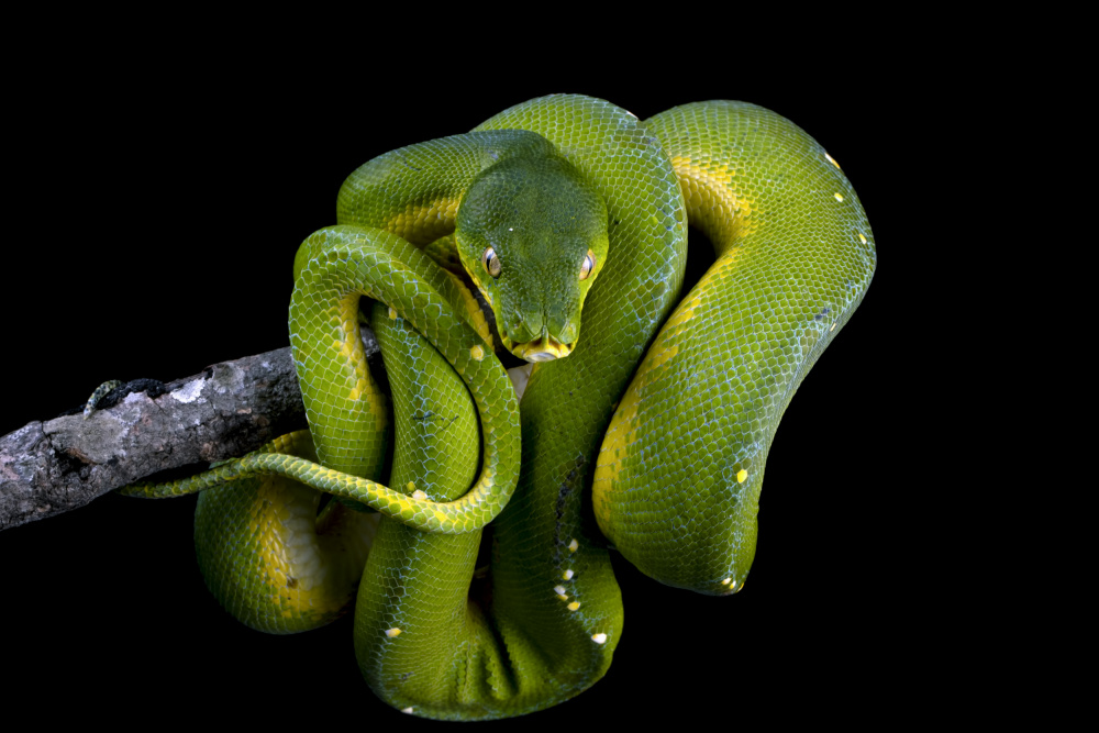 Chondropython viridis von Kurit Afsheen