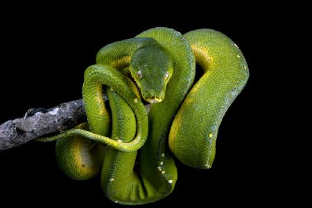 Chondropython viridis