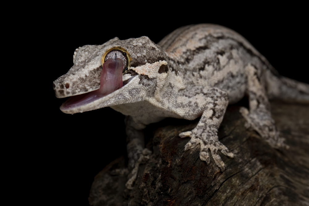 Gargoyle gecko von Kurit Afsheen