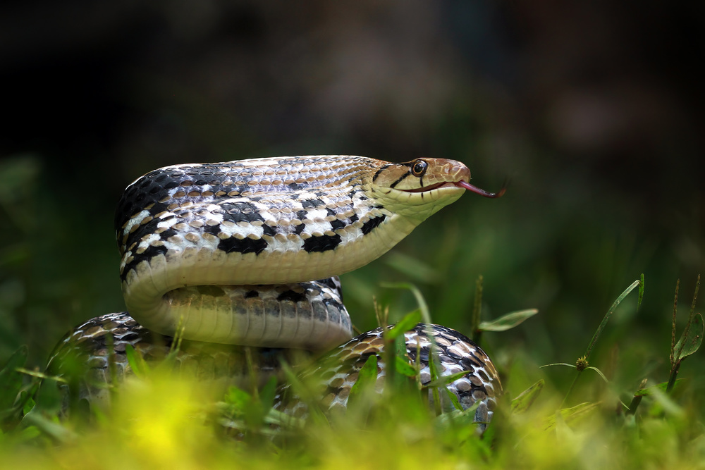 Copper-headed Trinket Snake von Kurit Afsheen