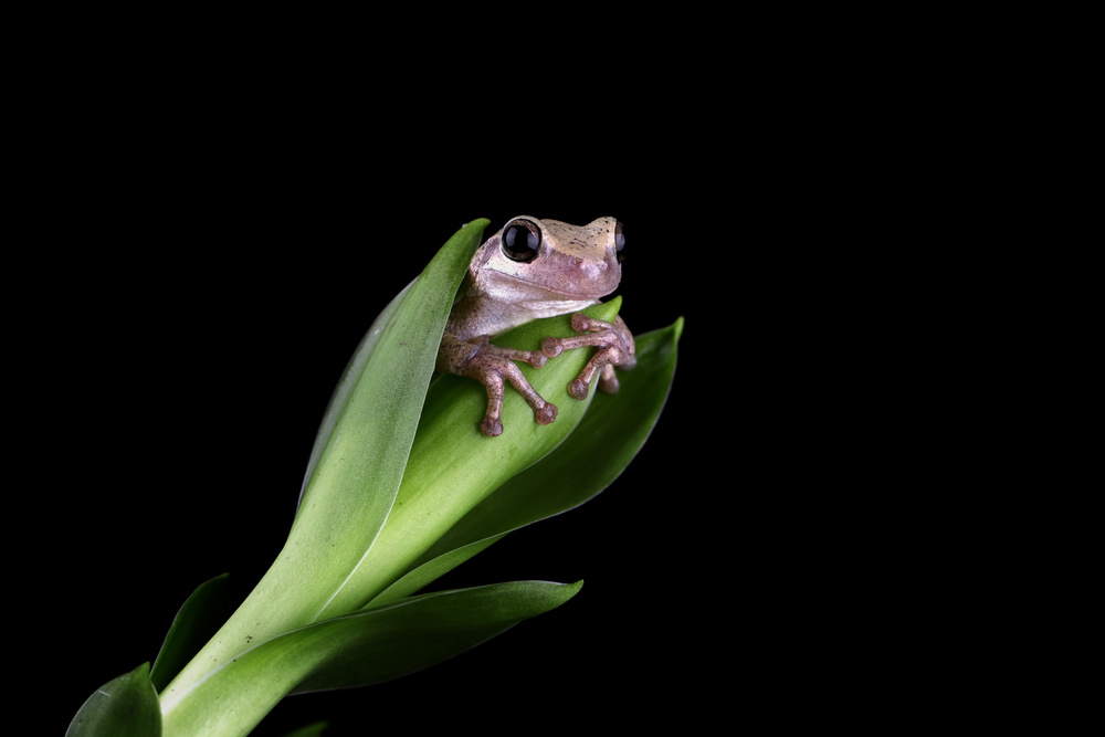 Hidding von Kurit Afsheen