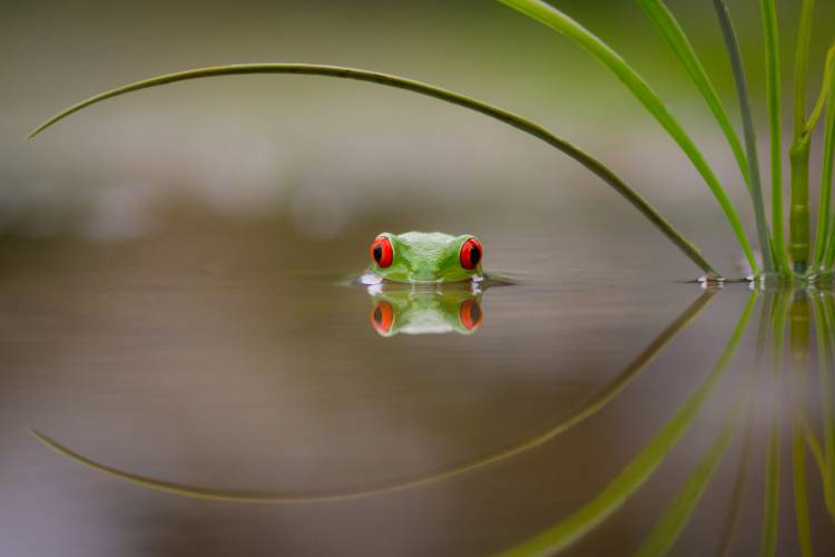 Beauty of Reflection von Kutub Uddin