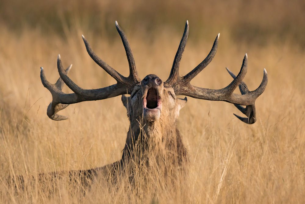 Ready to Rut von Kutub Uddin