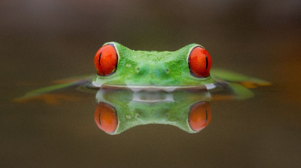 Brennende Augen von Kutub Uddin