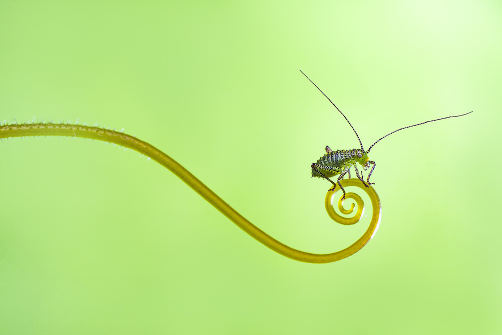 Bush fly von Kutub Uddin