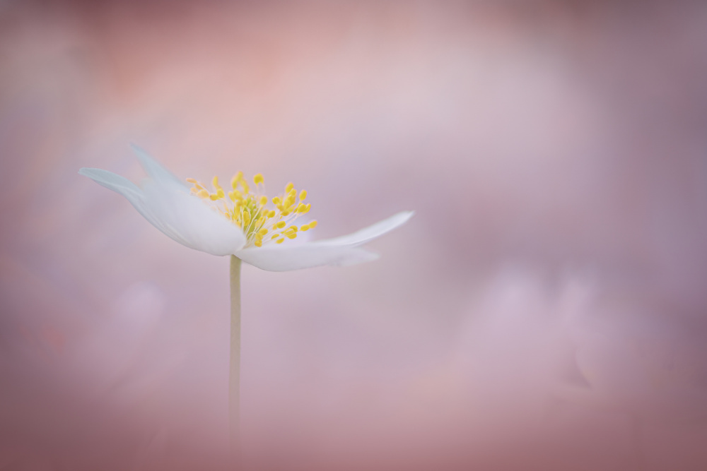 Spring is here von Kutub Uddin