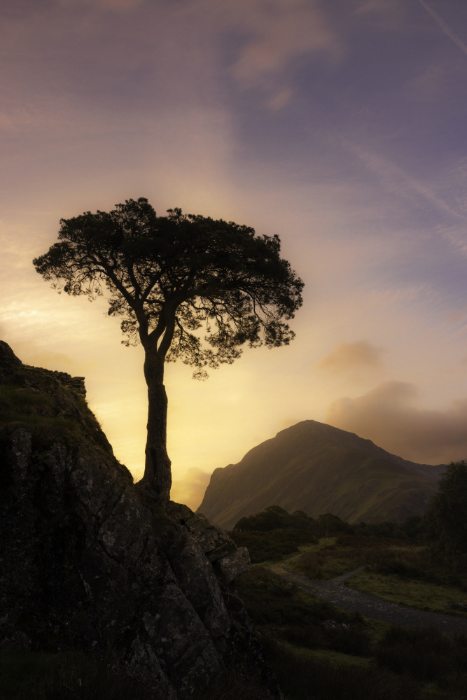 Lonely tree von Kutub Uddin