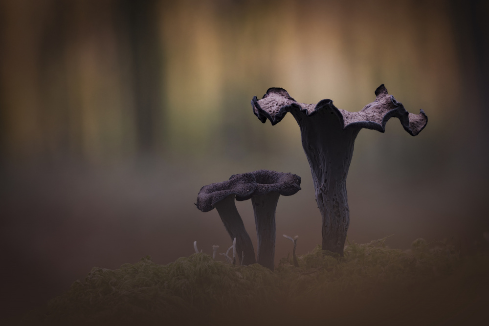 Horn of Plenty ( Craerllus Cornucopioides ) von Kutub Uddin