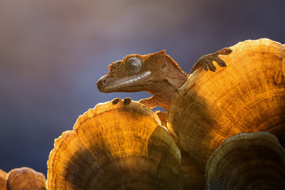 Gecko von Kutub Uddin