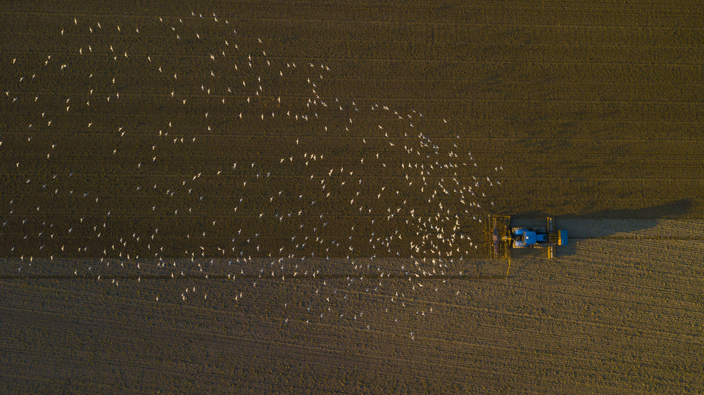 Hungry birds following tractor von Kutub Uddin