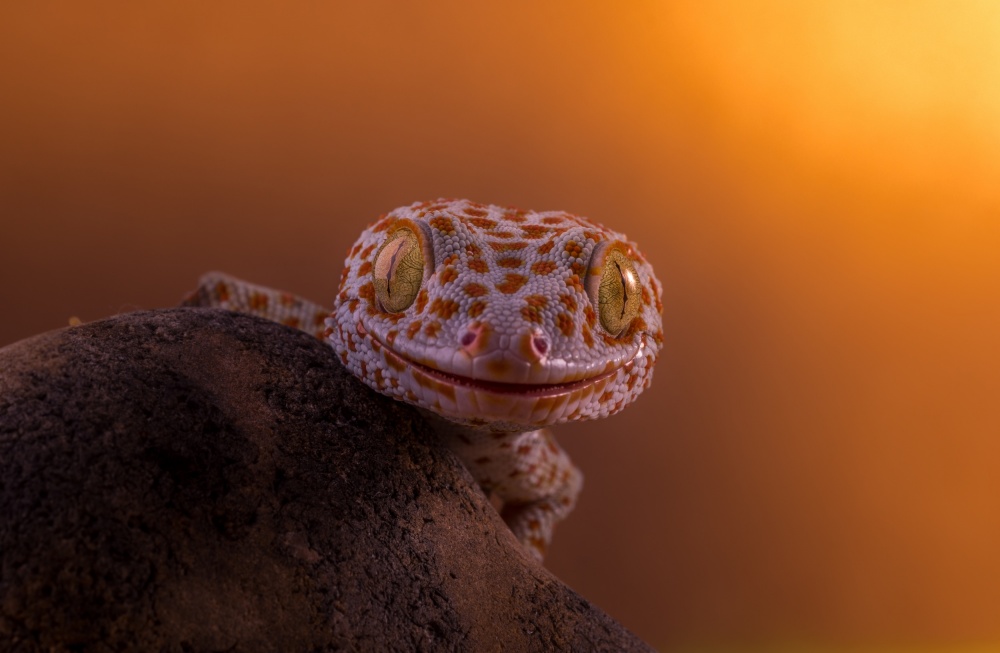 Watching you von Kutub Uddin