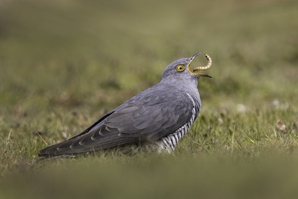 Cuckoo having lunch von Kutub Uddin