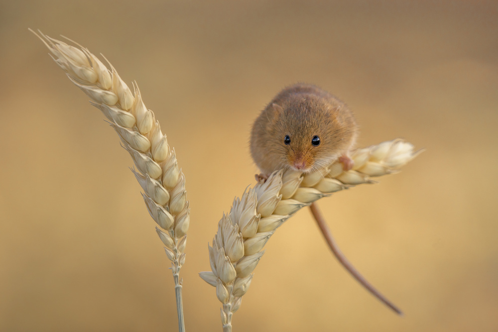 Harvest mice von Kutub Uddin