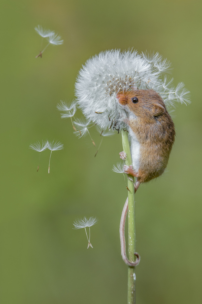 Harvest mice von Kutub Uddin