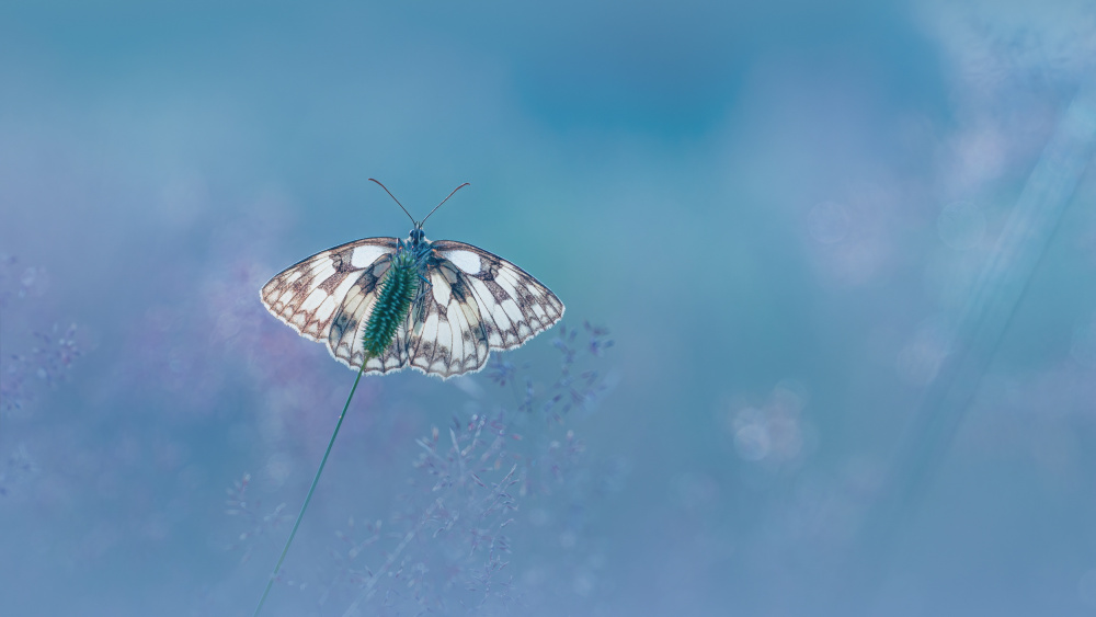 Marbled white Butterfly von Kutub Uddin