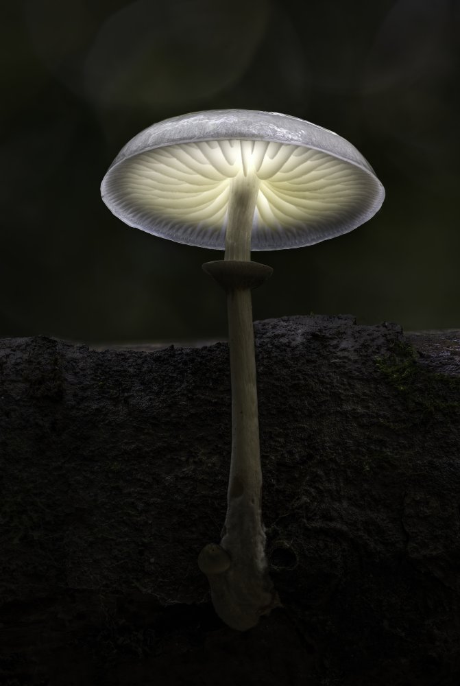 Porcelain Fungus von Kutub Uddin