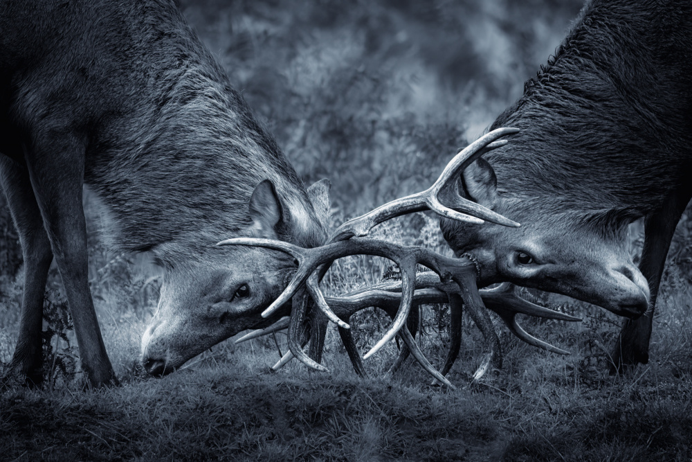 Battle von Kutub Uddin