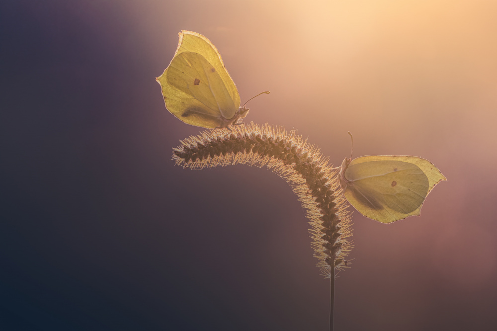 Brimstone Butterflies von Kutub Uddin