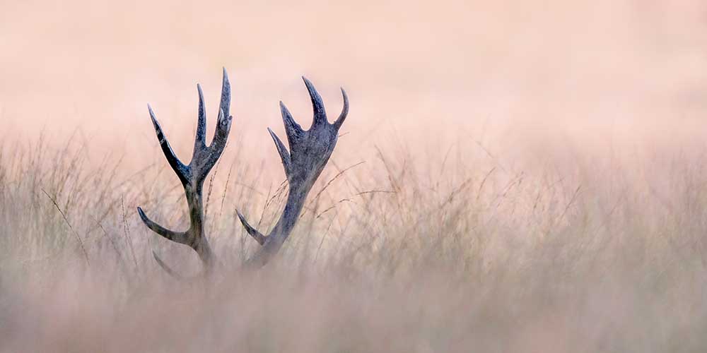 Verstecken (Horn des Hirsches) von Kutub Uddin