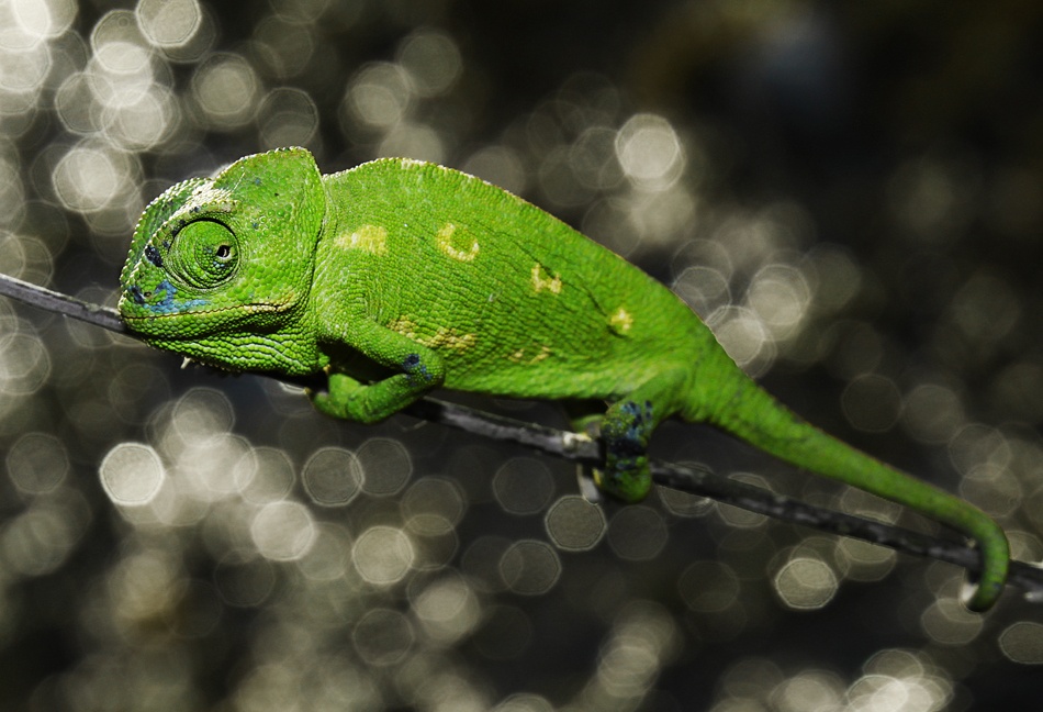 CHAMELEON von kuzeyemir