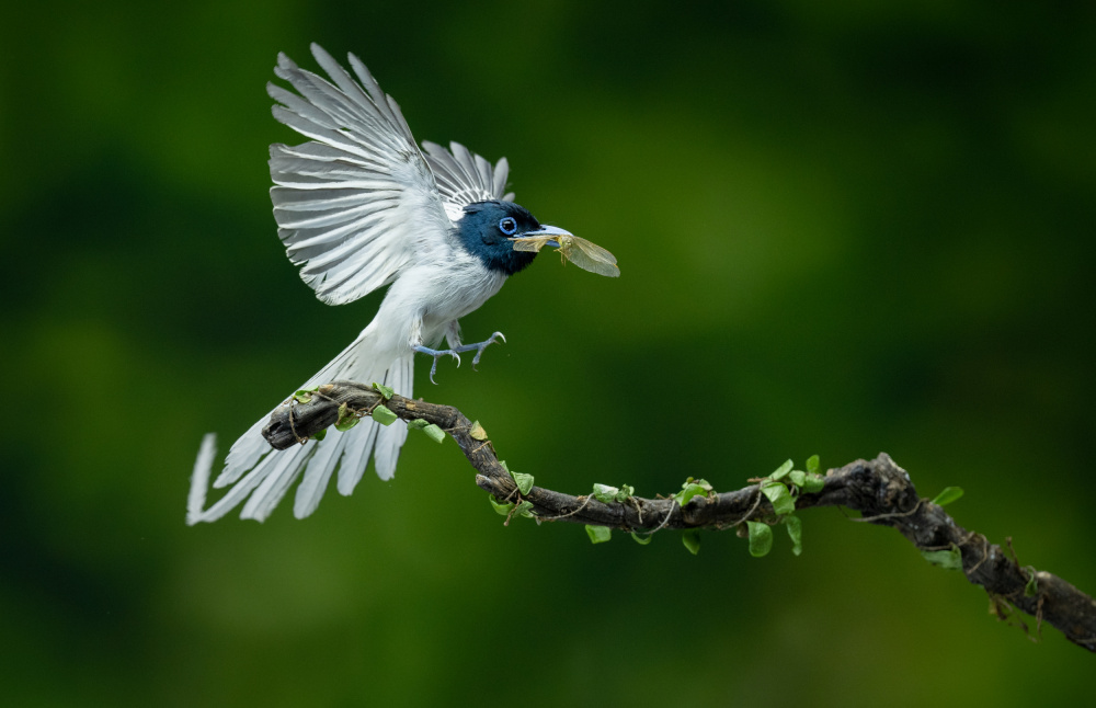 Asian Flycather von L. Simons