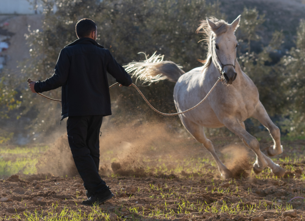 Horse Power von Lahad Cohen