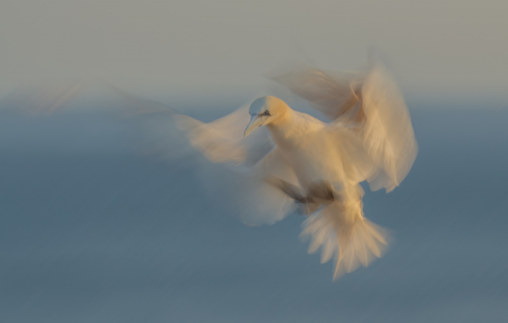 Gannet in motion... von Larissa Rand