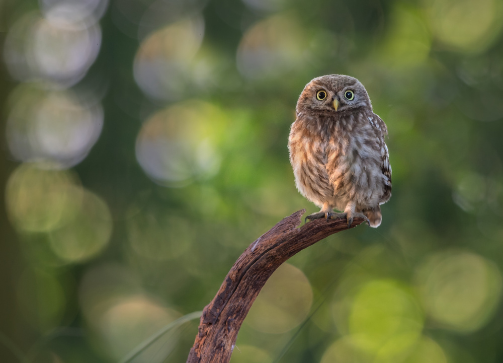 Little owl von Larissa Rand