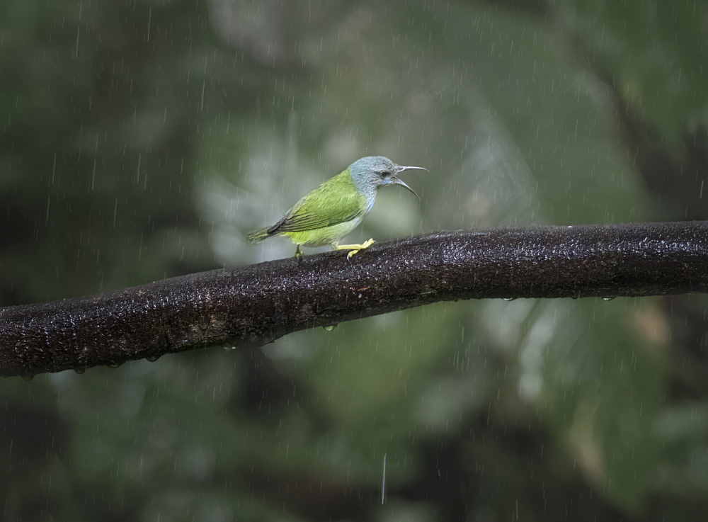 A little green bird von Larry Deng