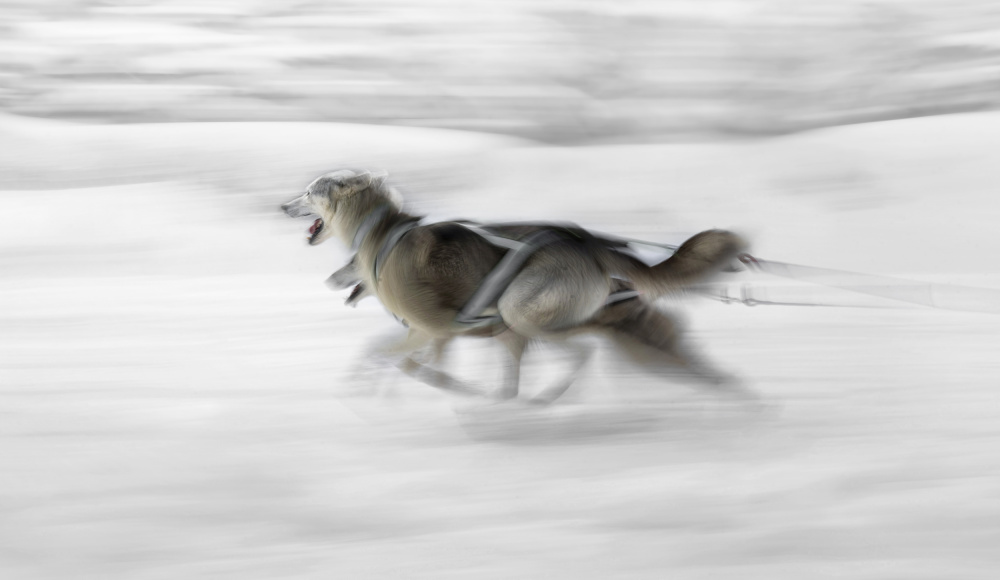 Dog sled von Larry Deng