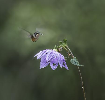 Hummingbird in flight